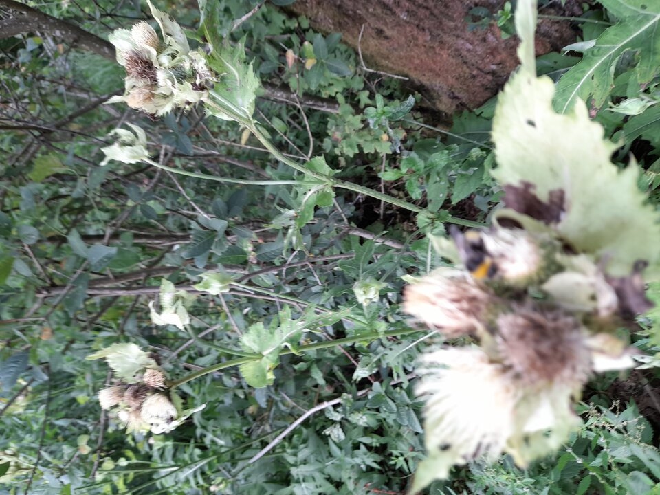 20240729_173920.jpg - Czarodzieje_alfa