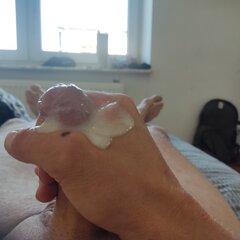 ktoś chętny na lukier?