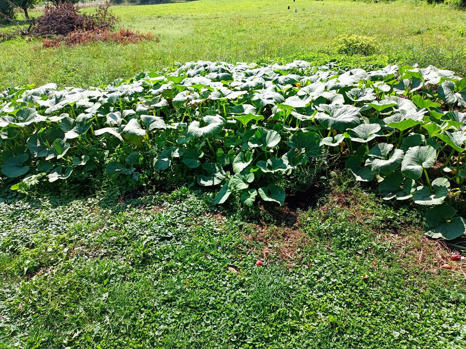 IMG20240829122255.jpg - hypns