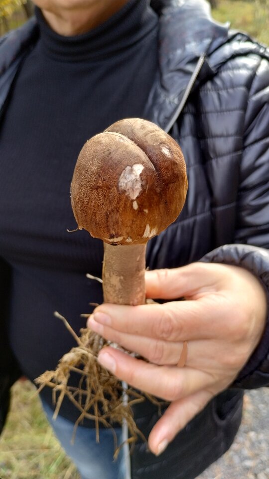 IMG_20240829_113552061_HDR1.jpg - ciupciup6474