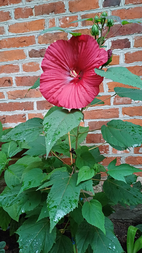 1000006909.jpg - krzysm16