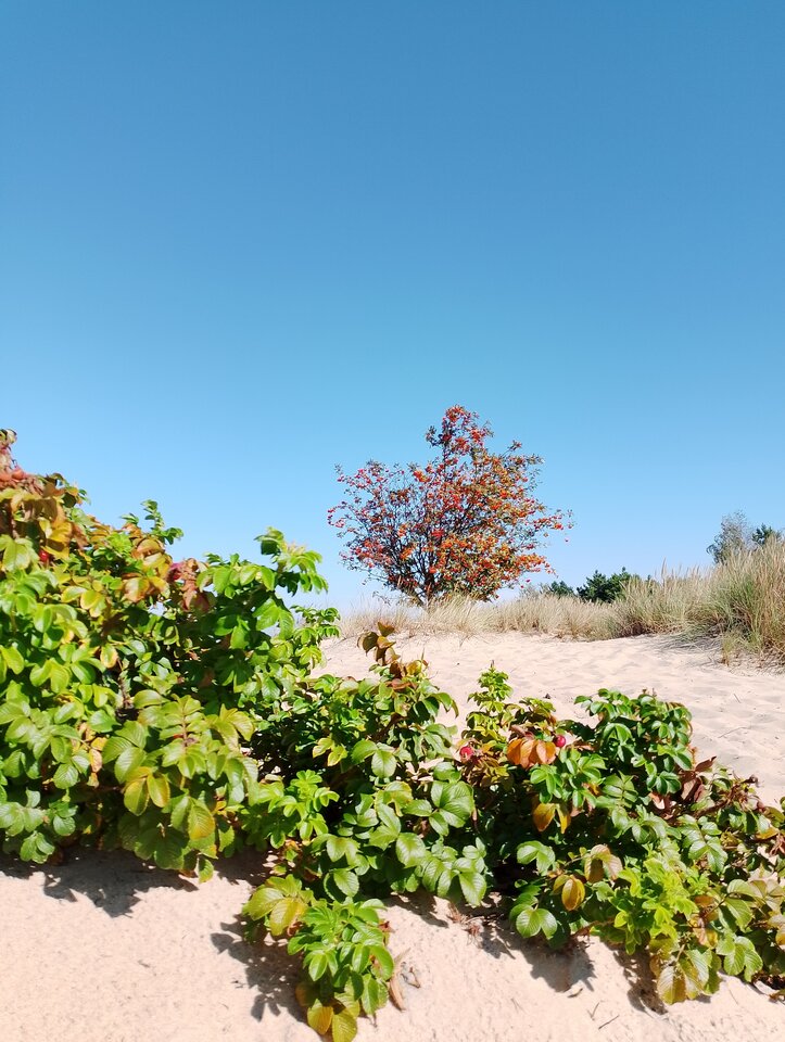 IMG_20240901_145850.jpg - Kamagracz