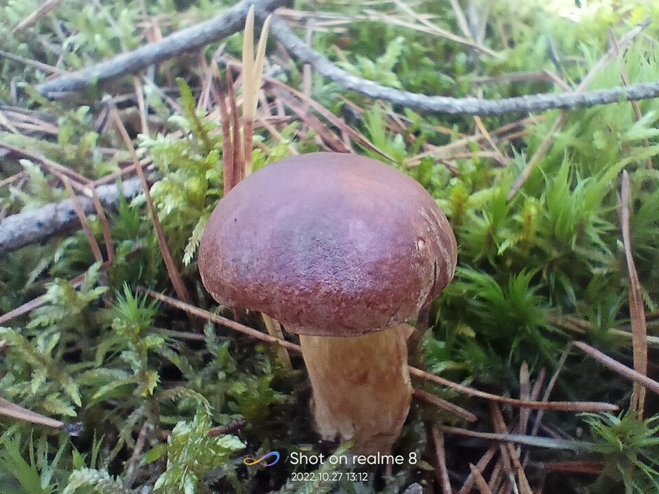 IMG20221027131251.jpg - TakiTim