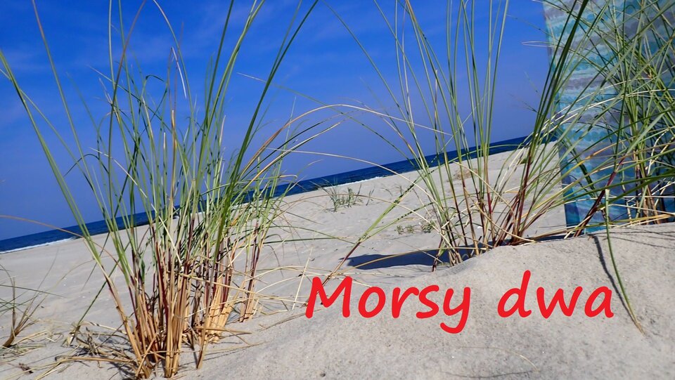 Nad morzem. - Morsy_dwa