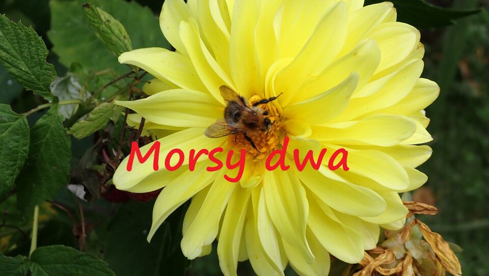 Plener. - Morsy_dwa