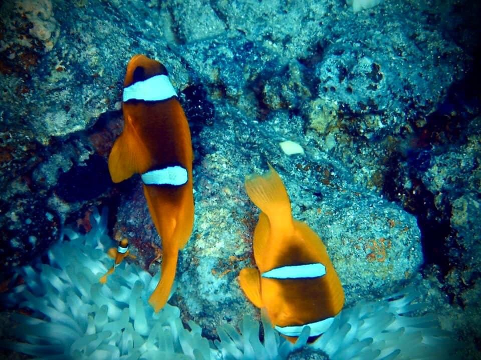 IMG_4257.jpeg - Szaman_