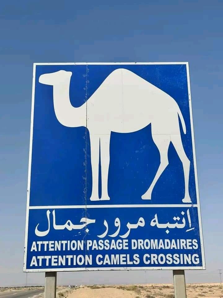 1000057012.jpg - adam1950m