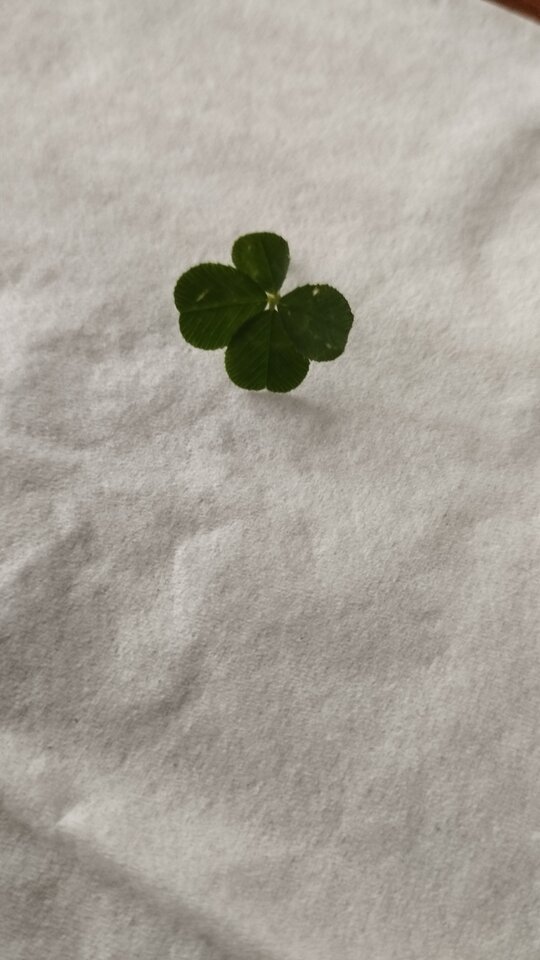 IMG_20240901_091254.jpg - Almanoo