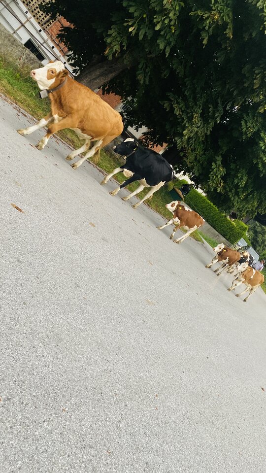 IMG_6403.jpeg - May_Day