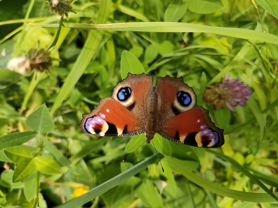 IMG20230801133128.jpg - 1986lukass