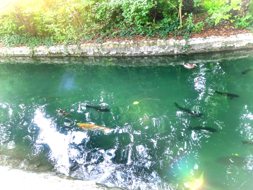 0F6DC023-F6D3-4BDE-B05E-22E95452A2F5.jpeg - LadyLaura44