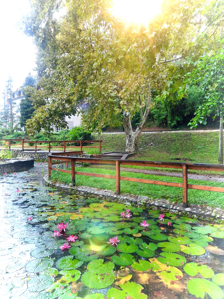 1C7AC278-BBD1-4EDA-AD5F-0835B1F43B81.jpeg - LadyLaura44