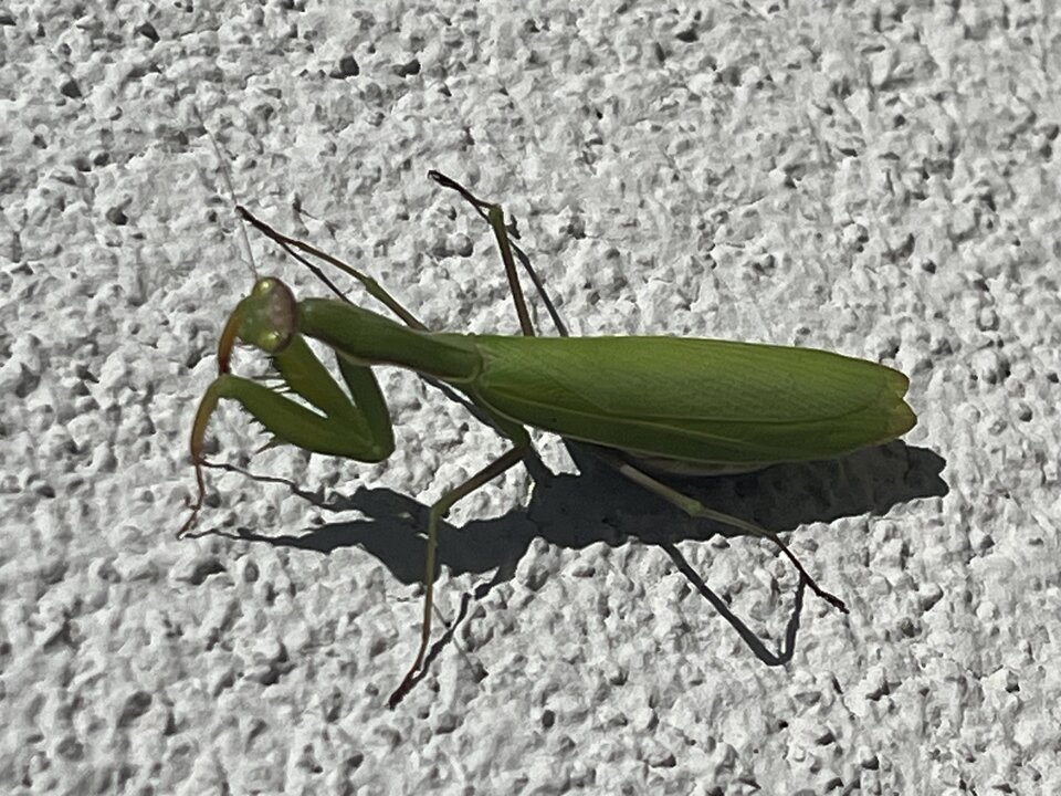 modliszka.jpeg - LuckyBill