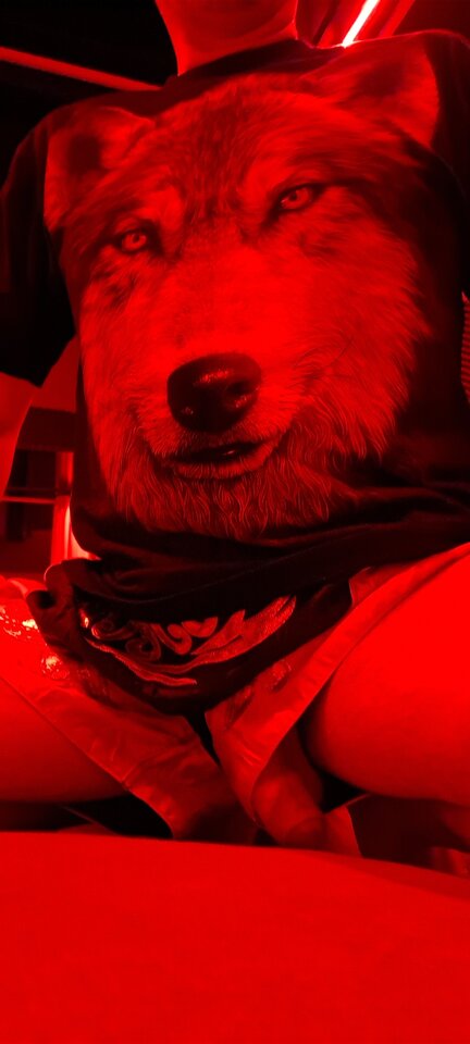 Wilk.jpg - LubieTenKlimat