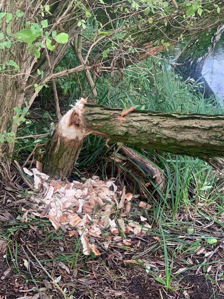 2393fed5-845f-4f91-a9aa-49478963e2f7.jpeg - WhoreNee