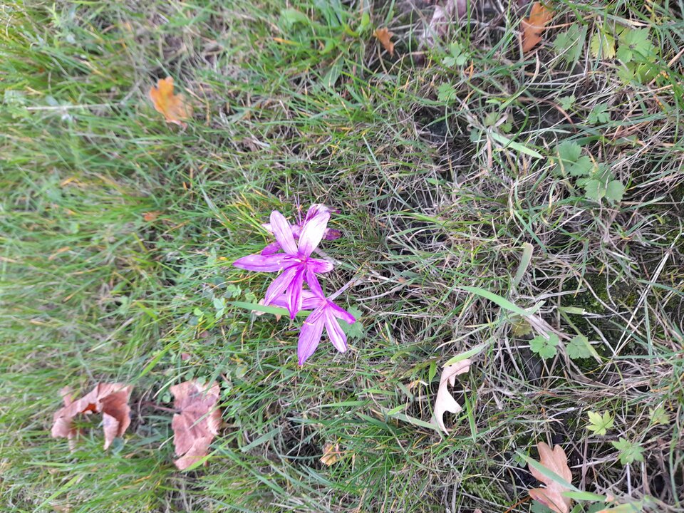 20240926_075816.jpg - Czarodzieje_alfa