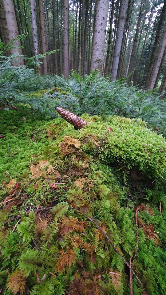 20240927_182537.jpg - Frelka_ze_wsi