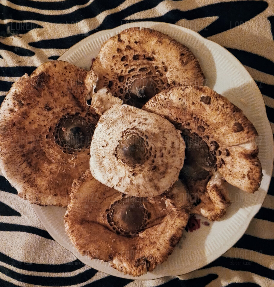 😛😛😛 - Loren22