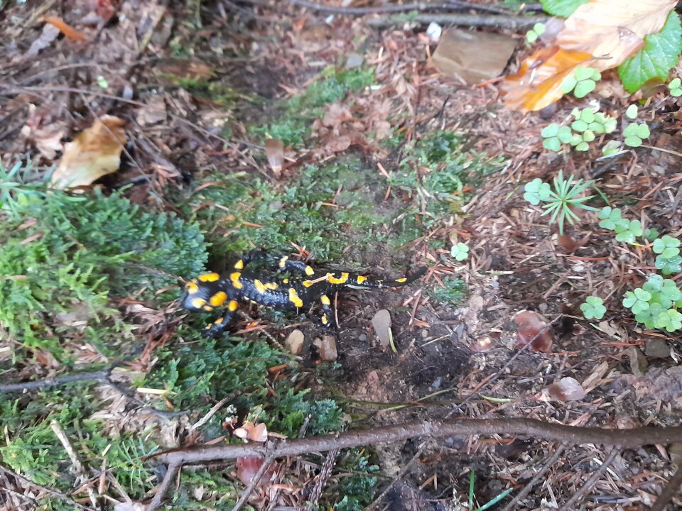 20240928_074804.jpg - Czarodzieje_alfa