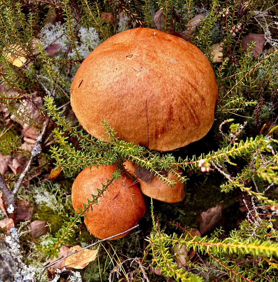 IMG_5150.jpeg - NaturystaXXX