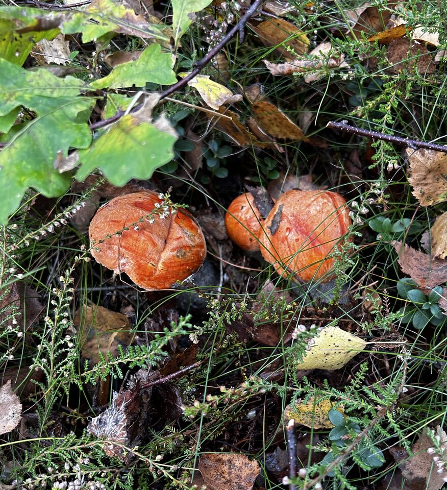 IMG_5142.jpeg - NaturystaXXX