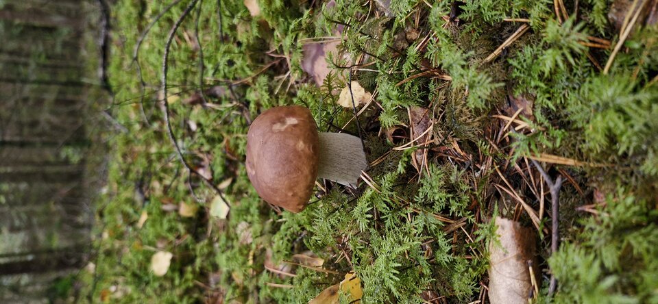 1000003213.jpg - gutek1234