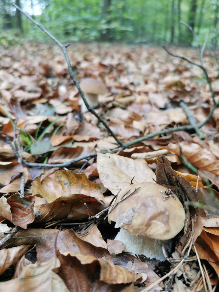 IMG_20240929_091459.jpg - Zi0001