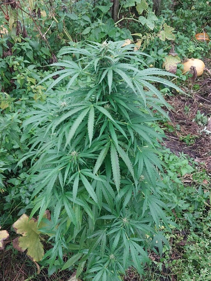 1000002510.jpg - Laryyyt