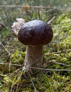 IMG_5234.jpeg