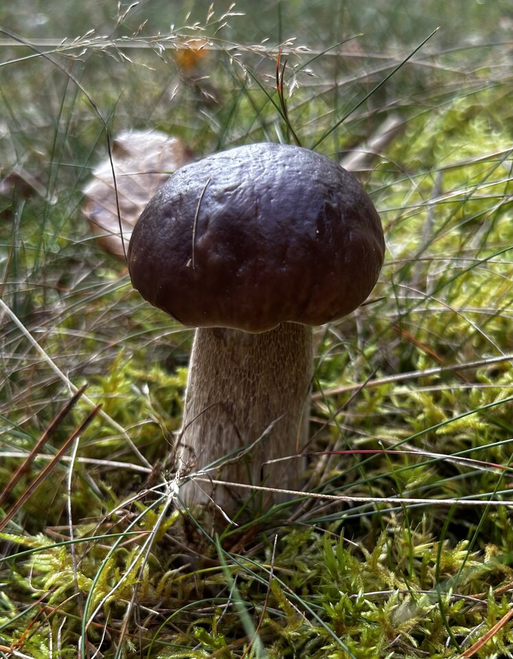 IMG_5234.jpeg - NaturystaXXX