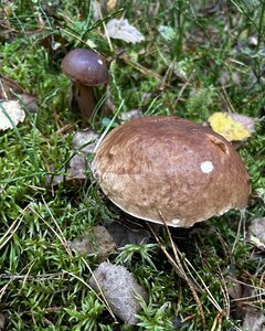 IMG_5233.jpeg