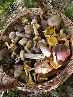 IMG_5240.jpeg