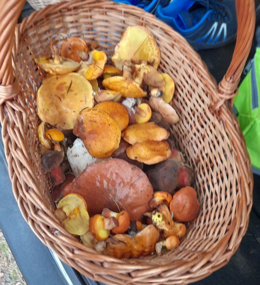 20241002_093804.jpg - Czarodzieje_alfa