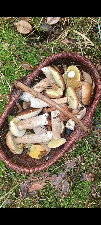 Screenshot_2024-10-04-18-27-31-088_com.whatsapp.jpg - Borsuczki1970