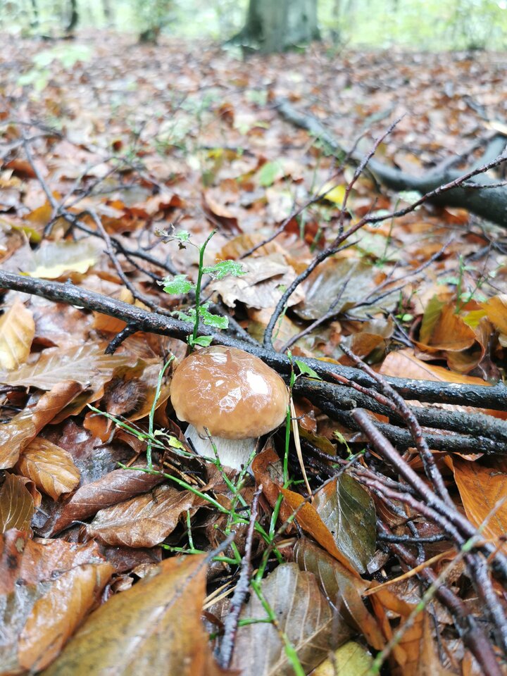 IMG_20241004_122144.jpg - Zi0001