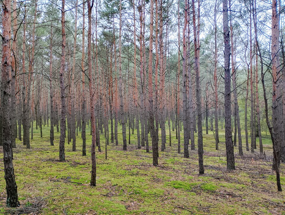 IMG_20241005_111237.jpg - Patrze_w_niebo