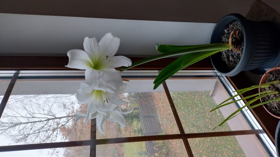 1000002624.jpg - Geralt197